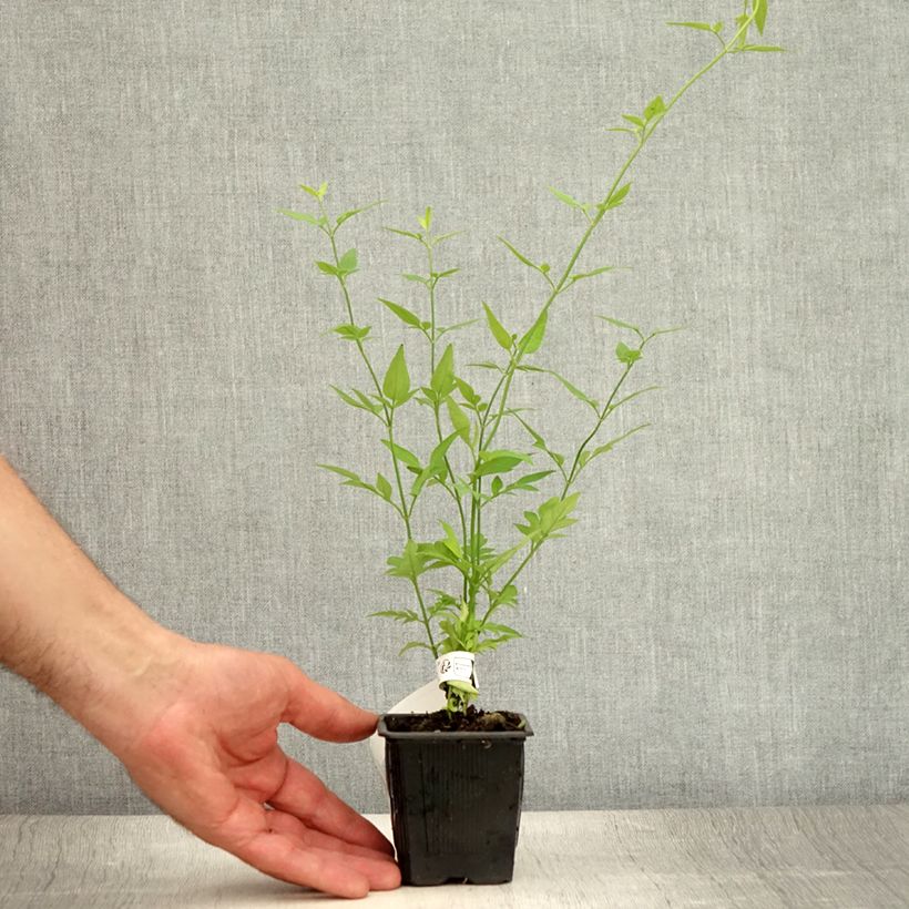 Exemplar von Jasminum stephanense - Rosa Jasmin Kleine Töpfe von 8/9 cm wie im Sommer geliefert