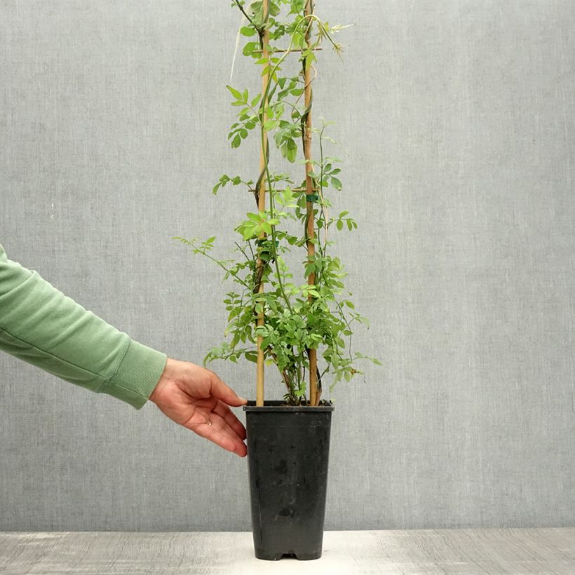 Exemplar von Jasminum officinale - Echte Jasmin Topf mit 2L/3L wie im Sommer geliefert