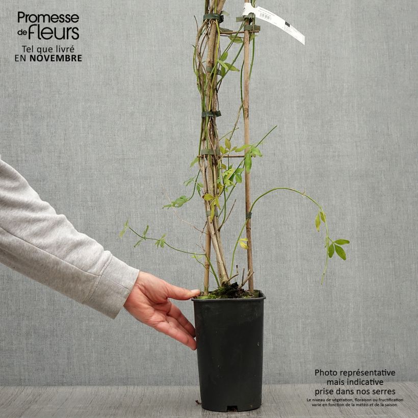 Exemplar von Jasminum mesnyi - Primel-Jasmin Topf mit 2L/3L wie im Herbst geliefert