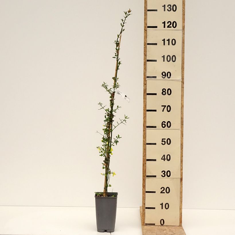 Exemplar von Jasminum mesnyi - Primel-Jasmin Topf mit 2L/3LGelieferte Höhe ca. 60/70cm wie im Frühjahr geliefert