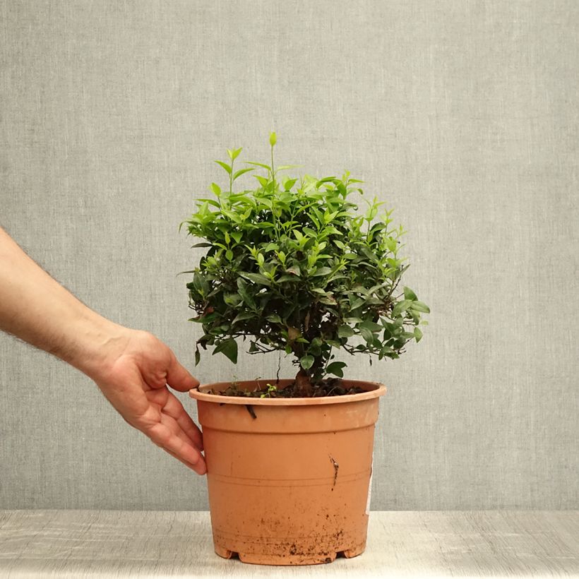 Exemplar von Jasminum multipartitum - Afrikanische Jasmin Topf mit 2L/3L wie im Sommer geliefert