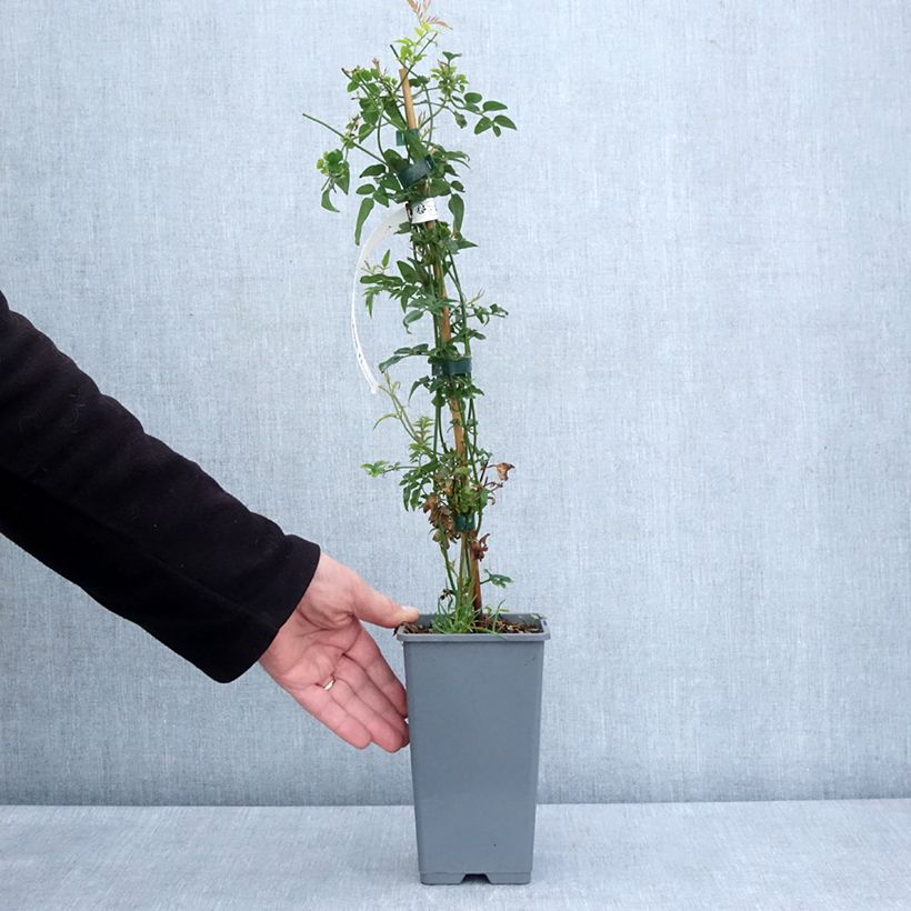 Exemplar von Jasminum Starry Night - Jasmin hybride Pot de 1.5L/2L wie im Frühjahr geliefert