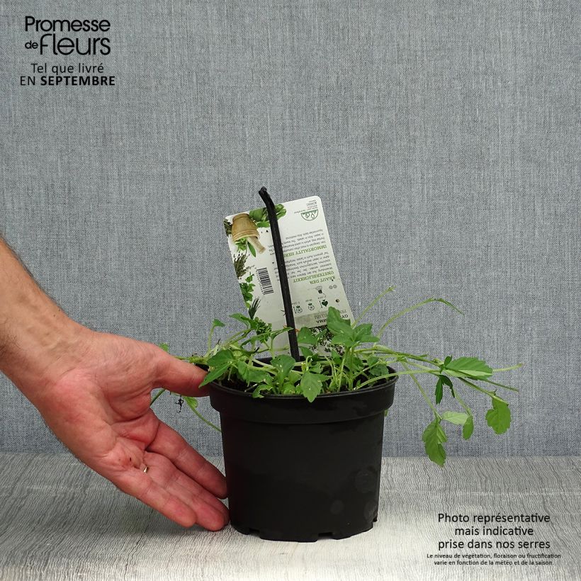 Exemplar von Jiaogulan - Gynostemma pentaphyllum Pot de 1,5L/2L wie im Herbst geliefert
