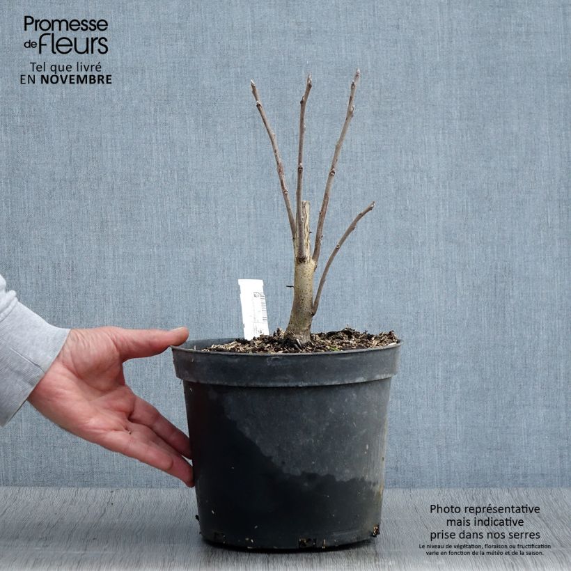 Exemplar von Schwarznuss - Juglans nigra Topf mit 4L/5L wie im Herbst geliefert