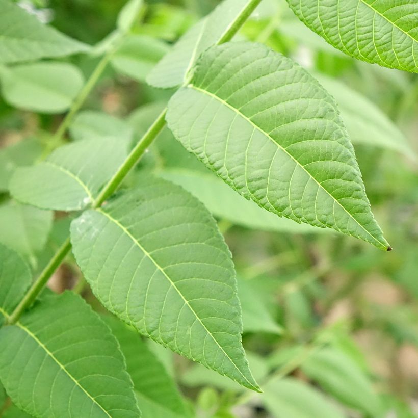 Schwarznuss - Juglans nigra (Laub)