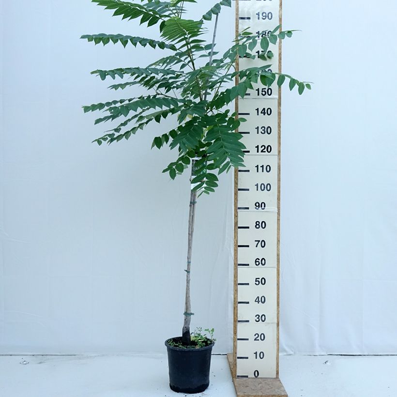 Exemplar von Schwarznuss - Juglans nigra Topf mit 7,5L/10L wie im Sommer geliefert