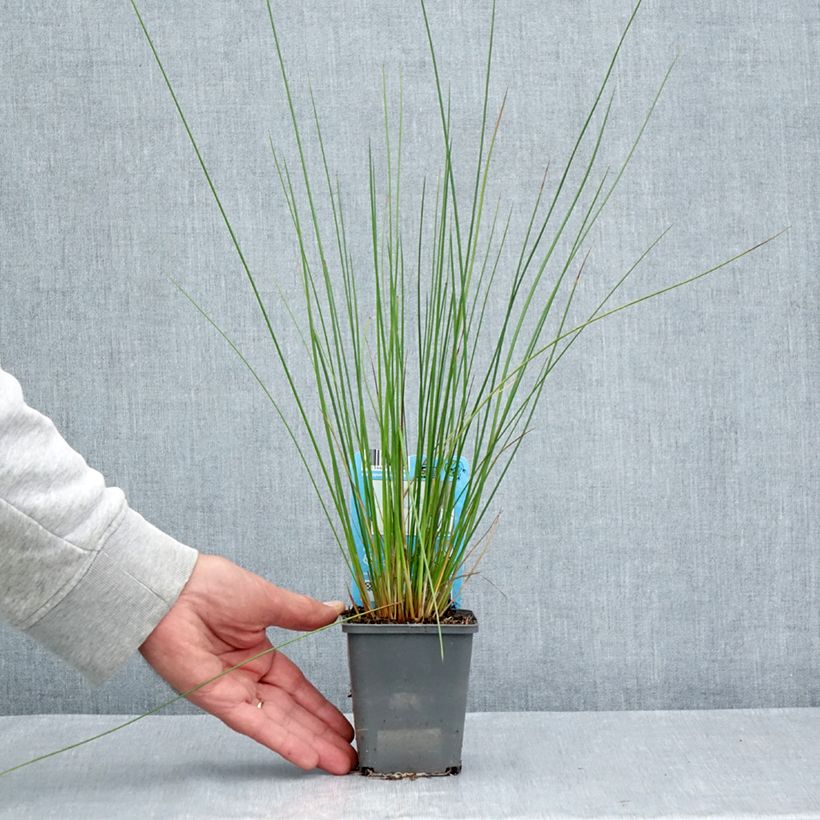 Exemplar von Juncus effusus - Flatter-Binse Kleine Töpfe von 8/9 cm wie im Sommer geliefert