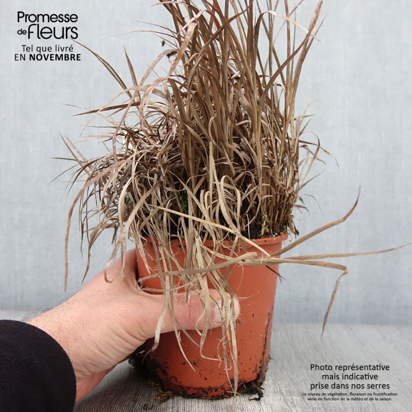 Exemplar von Juncus ensifolius - Schwertblättrige Binse Topf mit 1L/1,5L wie im Herbst geliefert