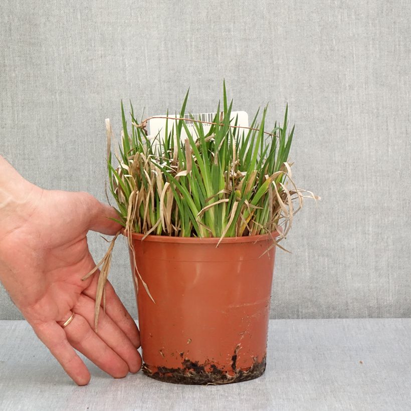 Exemplar von Juncus ensifolius - Schwertblättrige Binse Topf mit 1L/1,5L wie im Frühjahr geliefert