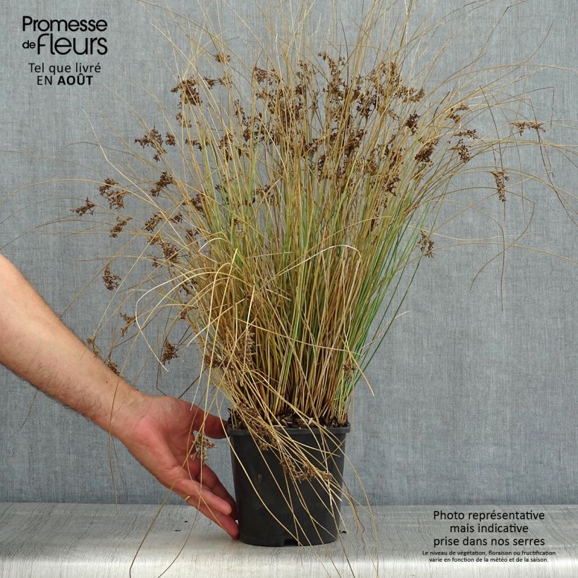 Exemplar von Juncus inflexus Blue Arrows - Blaugrüne Binse Topf mit 2L/3L wie im Sommer geliefert