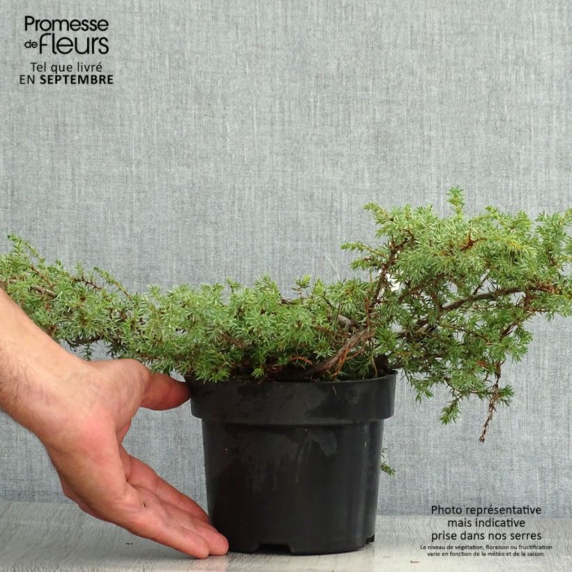 Exemplar von Juniperus communis subsp. hemisphaerica Hornibrookii Topf mit 2L/3L wie im Sommer geliefert
