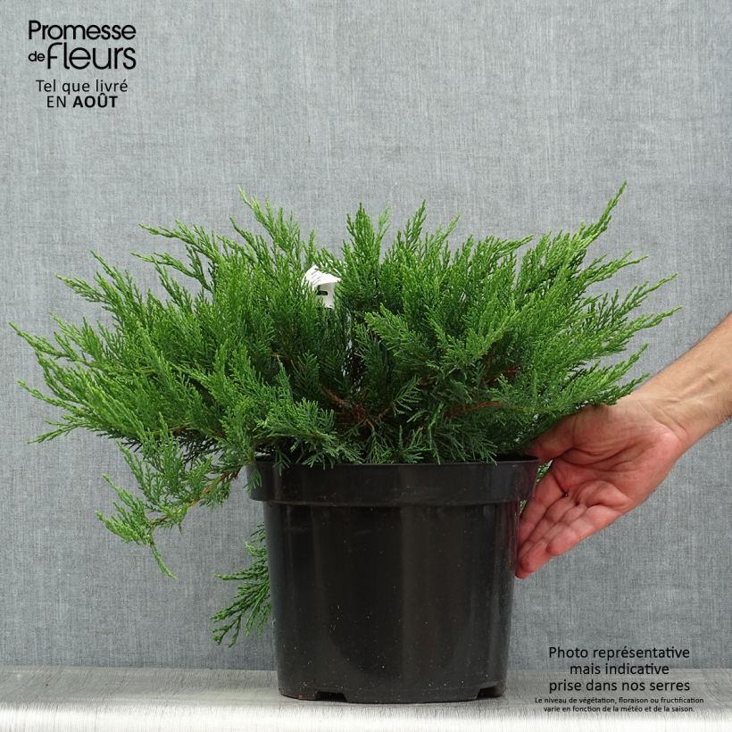 Exemplar von Juniperus sabina Tamariscifolia Topf mit 7,5L/10L wie im Sommer geliefert
