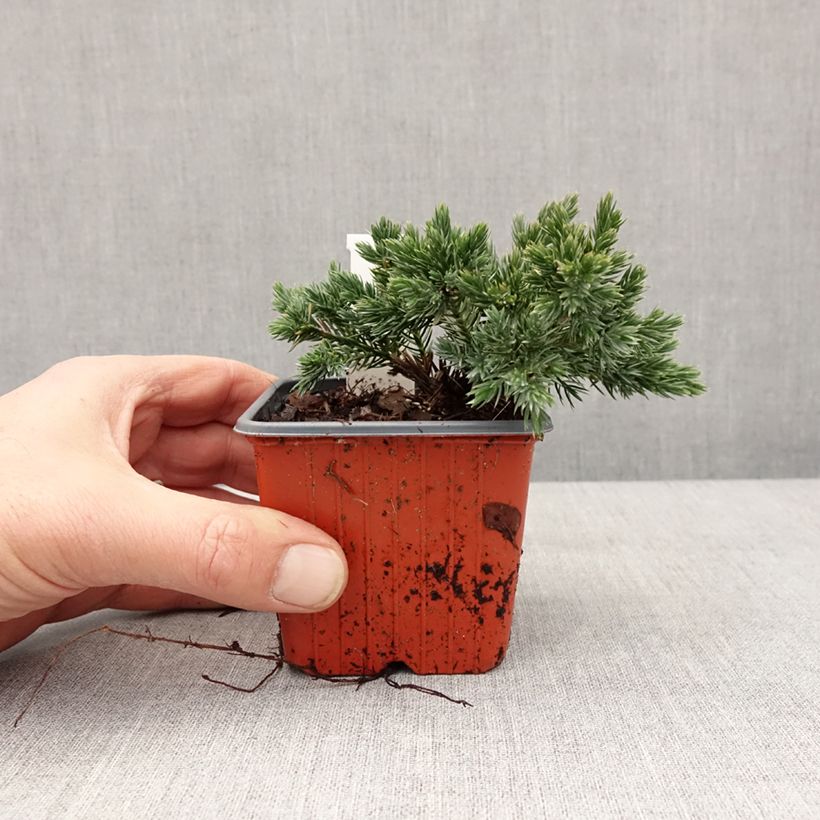 Exemplar von Juniperus squamata Blue Star Kleine Töpfe von 8/9 cm wie im Winter geliefert