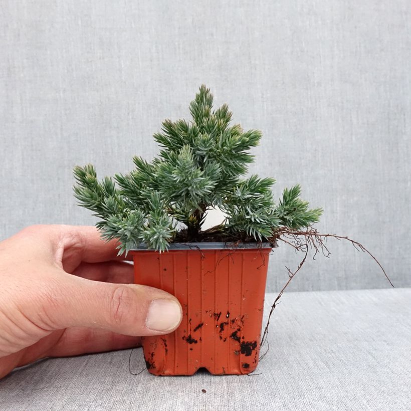 Exemplar von Juniperus squamata Blue Star - Genévrier écailleux - Godet de 8/9 cm wie im Frühjahr geliefert