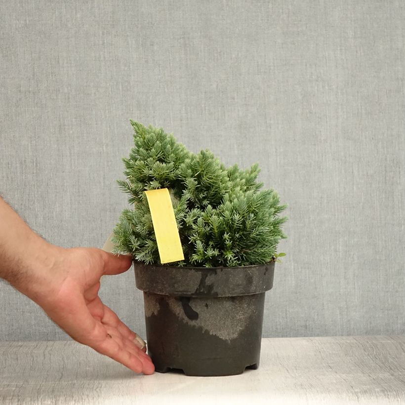 Exemplar von Juniperus squamata Blue Star Topf mit 2L/3L wie im Sommer geliefert