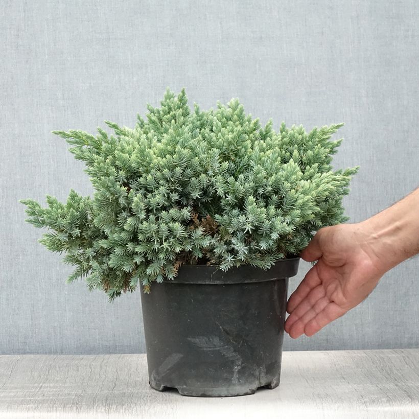 Exemplar von Juniperus squamata Blue Star Topf mit 3L/4L wie im Sommer geliefert