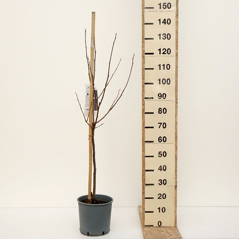 Exemplar von Kaki-Pflaume Muscat - Diospyros kaki Topf mit 7,5L/10L, Gobelet-FormGelieferte Höhe ca. 140/160cm wie im Winter geliefert