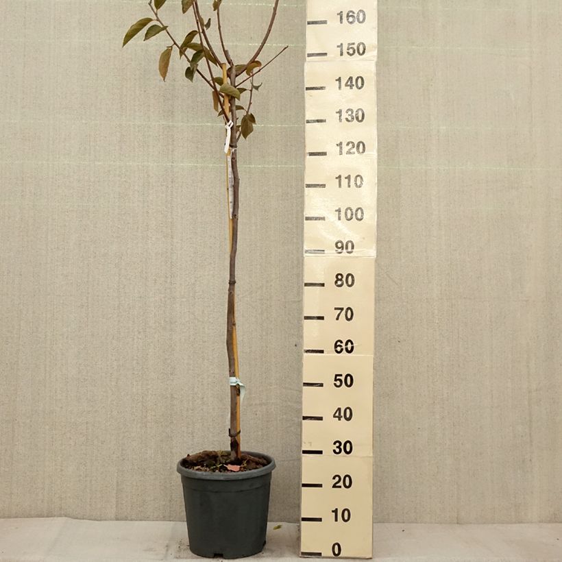 Exemplar von Kaki-Pflaume Fuyu - Diospyros kaki Topf mit 12L/15L, Halbstamm wie im Herbst geliefert