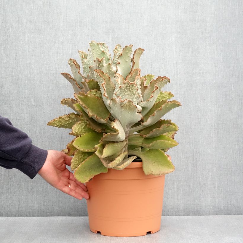 Exemplar von Kalanchoe beharensis Fang - Pot de 7,5L/10L wie im Frühjahr geliefert