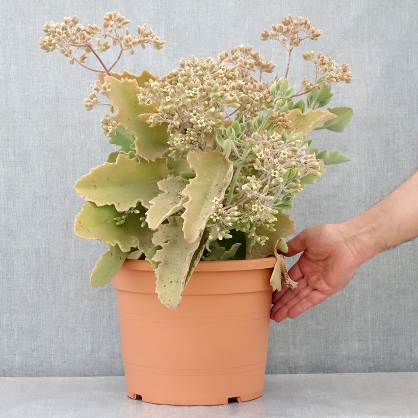 Exemplar von Kalanchoe beharensis Oak Leaf - Pot de 7,5L/10L wie im Frühjahr geliefert