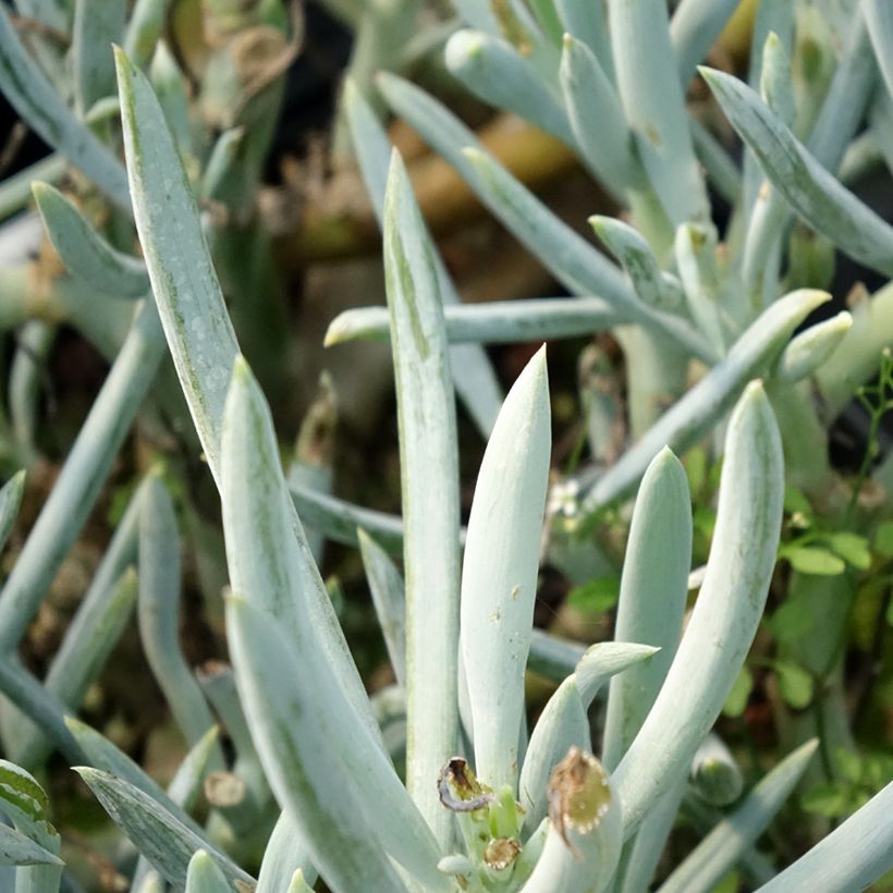 Kalanchoe thyrsiflora Bronze Sculpture - Wüstenkohl (Laub)