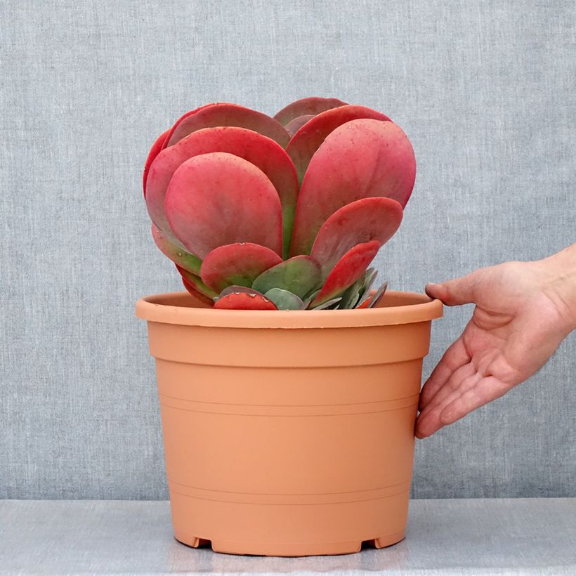 Exemplar von Kalanchoe thyrsiflora - Kalanchoé à thyrses - Pot de 7,5L/10L wie im Frühjahr geliefert