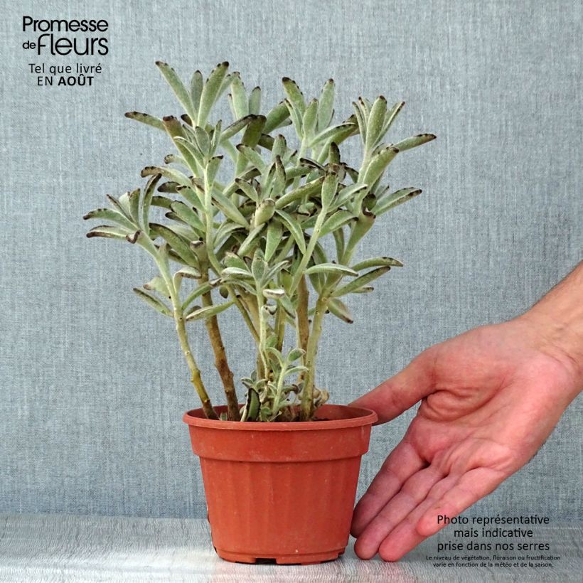 Exemplar von Kalanchoe tomentosa - Panda-Pflanze Topf 12 cm / 13 cm wie im Sommer geliefert