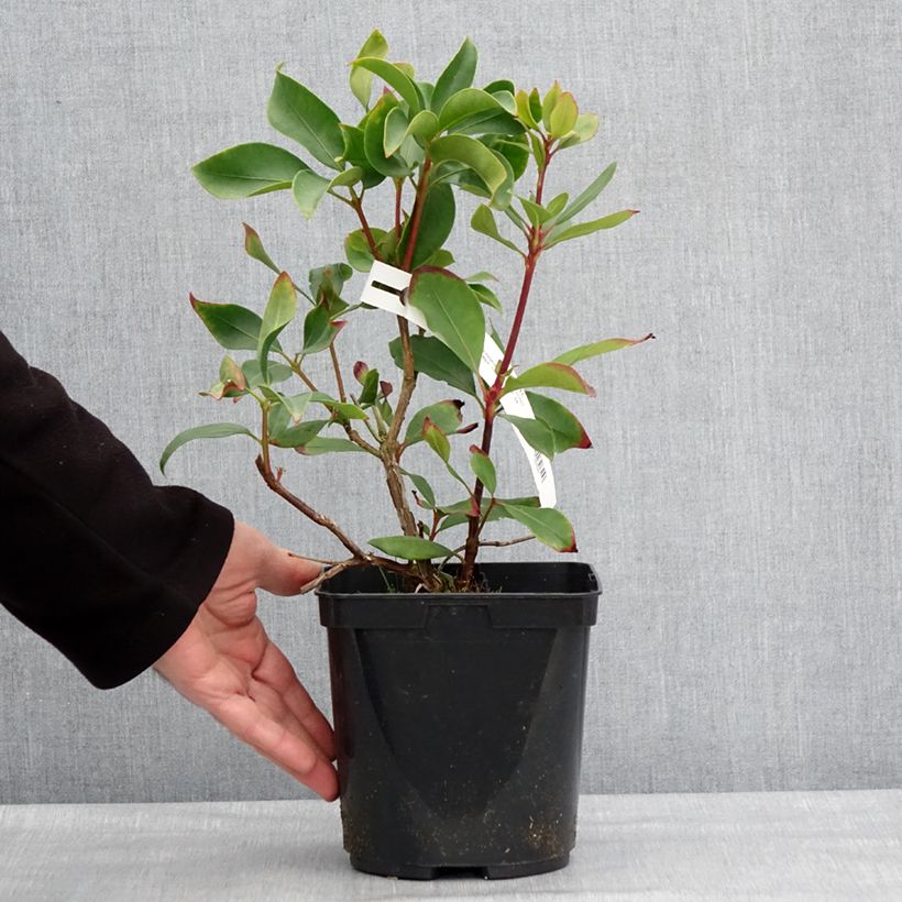 Exemplar von Lorbeerrose Ideal - Kalmia latifolia Topf mit 3L/4L wie im Winter geliefert
