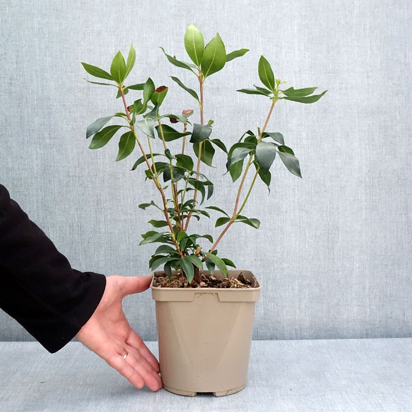 Exemplar von Lorbeerrose Ideal - Kalmia latifolia Topf mit 3L/4L wie im Frühjahr geliefert