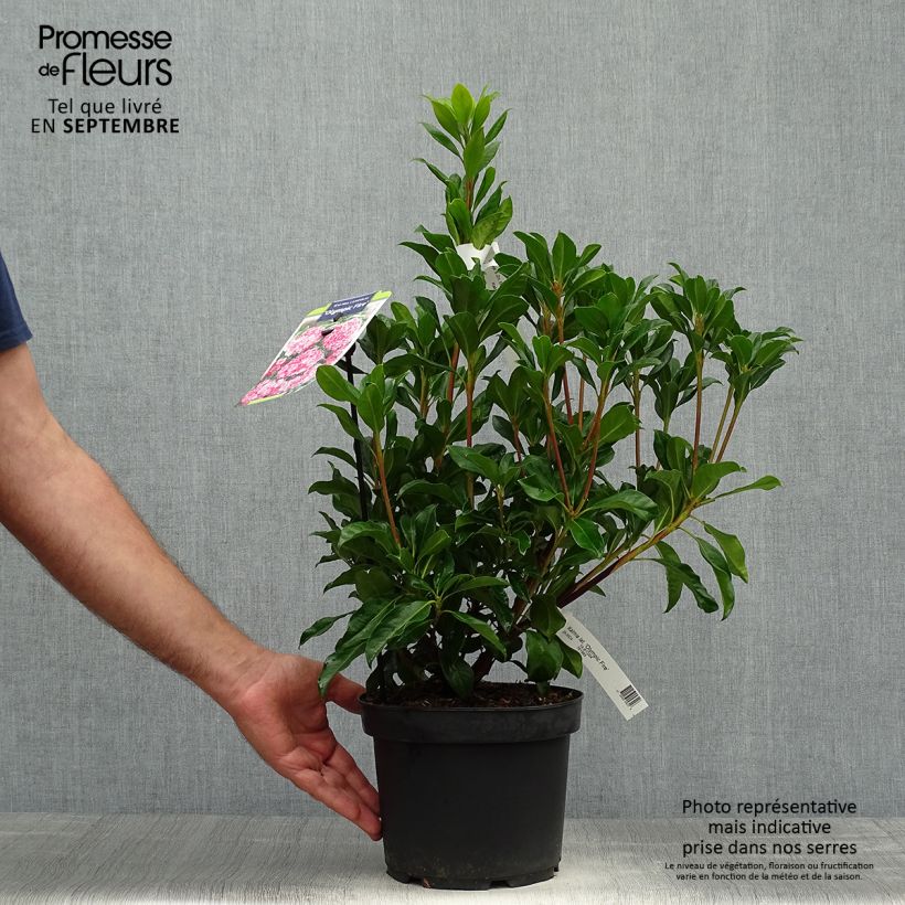 Exemplar von Lorbeerrose Olympic Fire - Kalmia latifolia Topf mit 3L/4L wie im Herbst geliefert