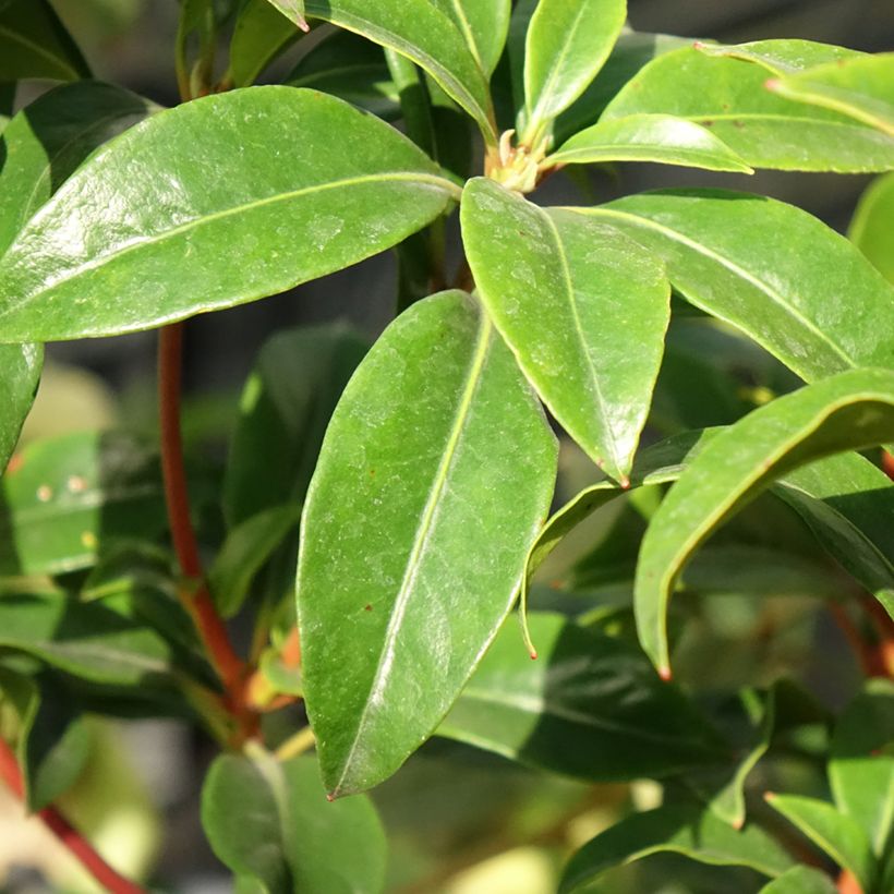 Lorbeerrose Otsbo Red - Kalmia latifolia (Laub)