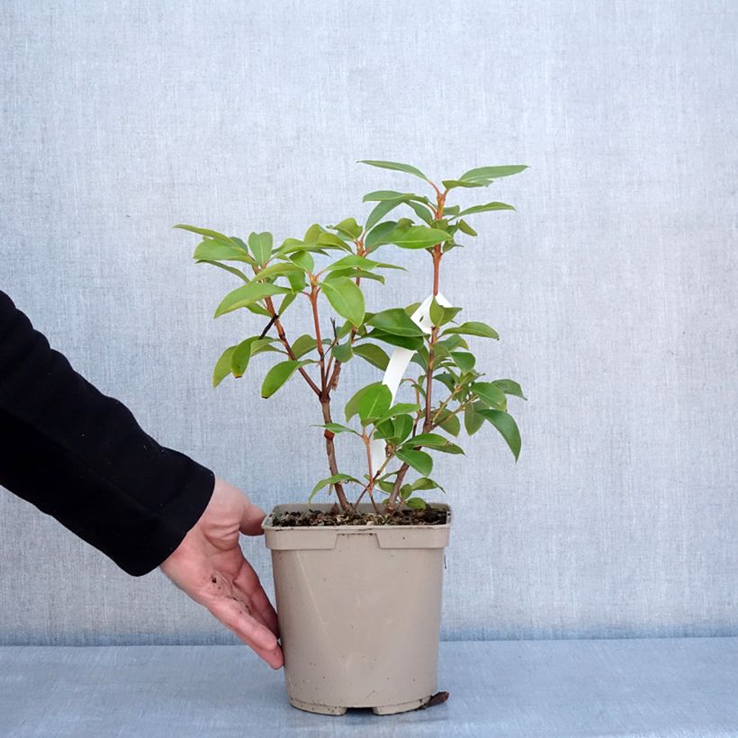 Exemplar von Lorbeerrose Windmill - Kalmia latifolia Topf mit 3L/4L wie im Winter geliefert
