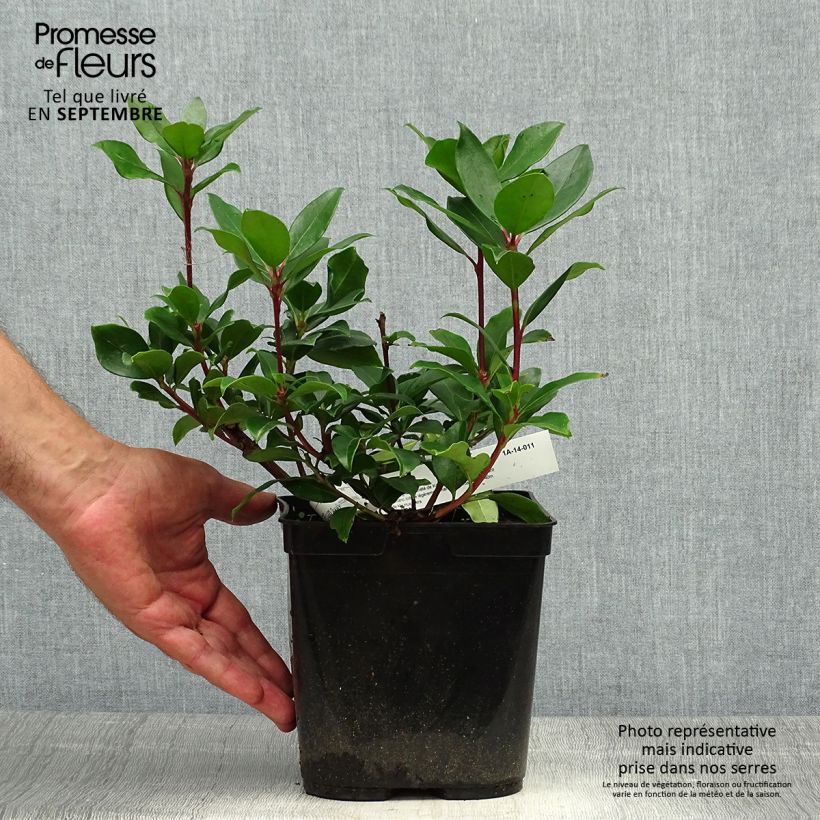 Exemplar von Lorbeerrose Zebulon - Kalmia latifolia Topf mit 3L/4L wie im Herbst geliefert