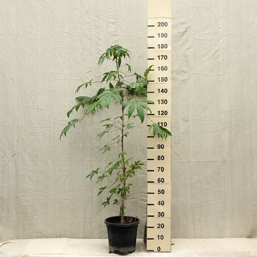 Exemplar von Kalopanax septemlobus maximowiczii - Baumaralie Topf mit 12L/15L wie im Sommer geliefert
