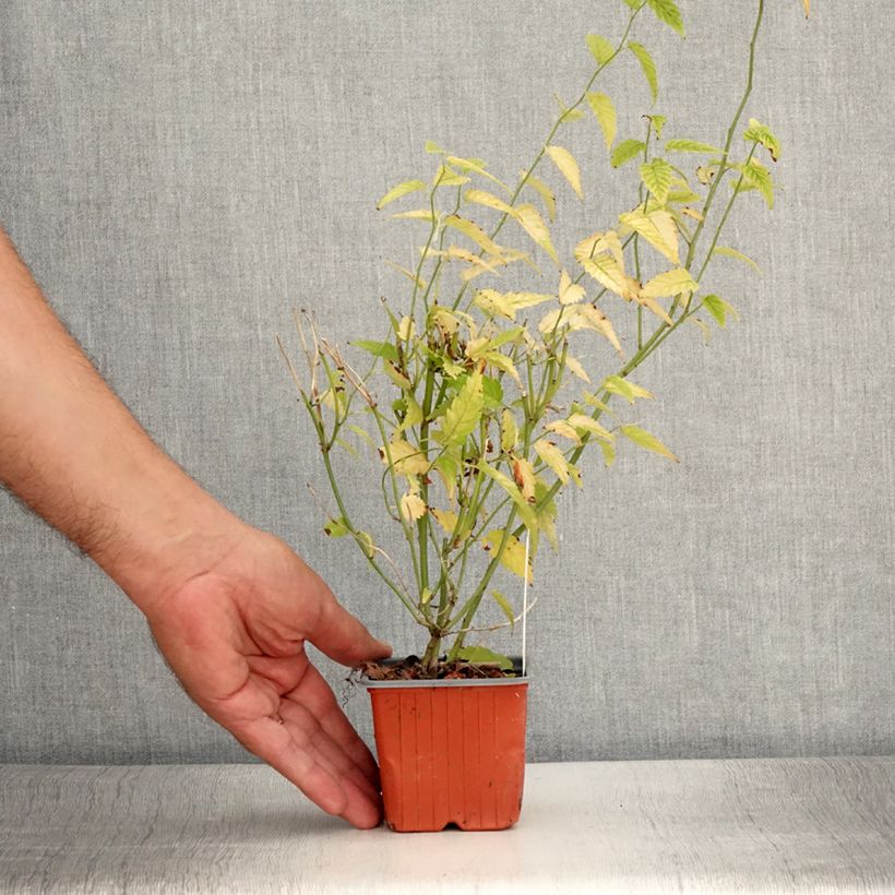 Exemplar von Goldröschen - Kerria japonica Kleine Töpfe von 8/9 cm wie im Sommer geliefert