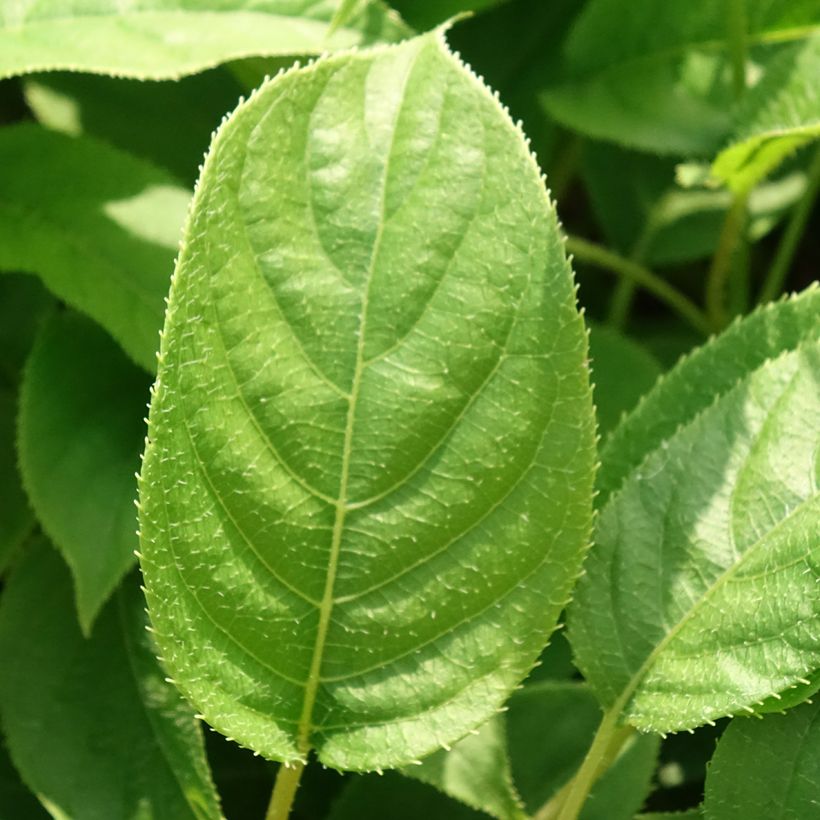 Actinidia arguta Ananasnaya (Weiblich) - Zwerg Kiwi (Laub)
