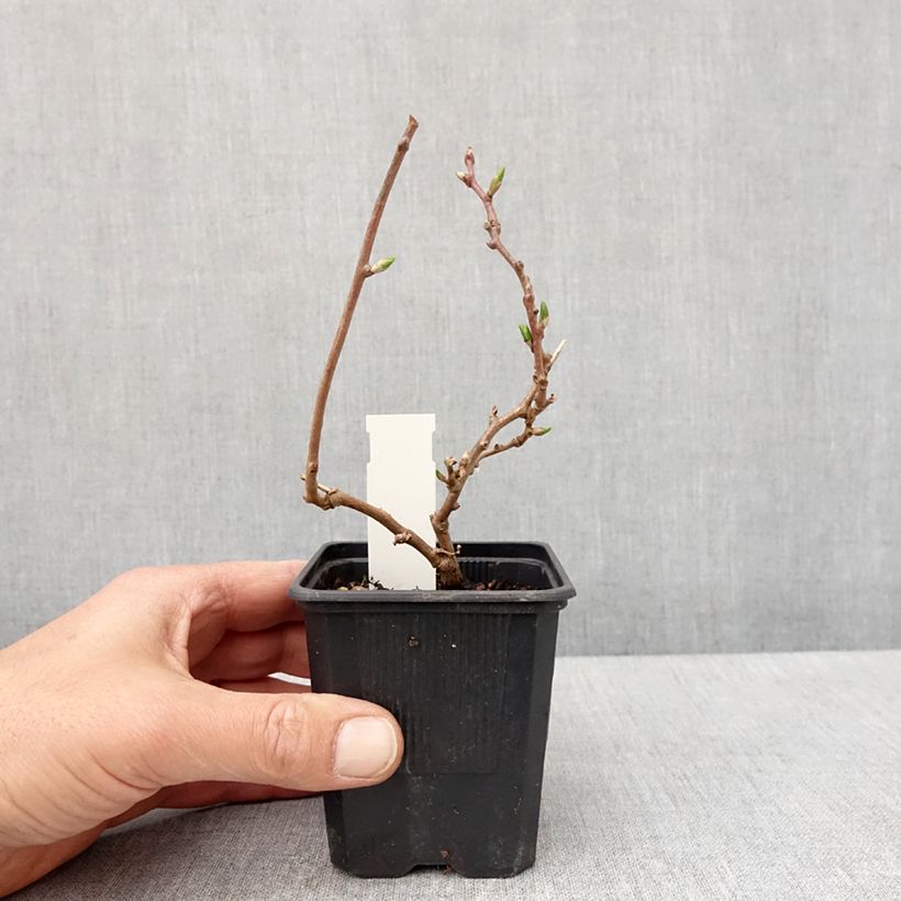 Exemplar von Actinidia arguta Domino (Weiblich) - Zwerg Kiwi Topf 10 cm/11cm wie im Frühjahr geliefert