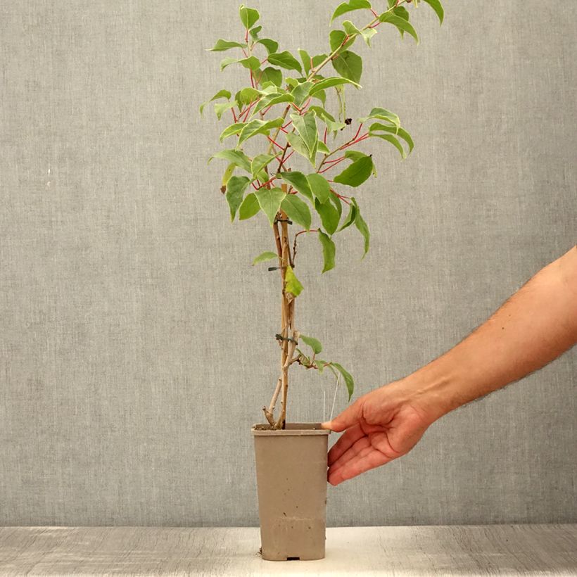 Exemplar von Actinidia arguta Pink Jumbo - Zwerg Kiwi Topf mit 1,5L/2L wie im Sommer geliefert