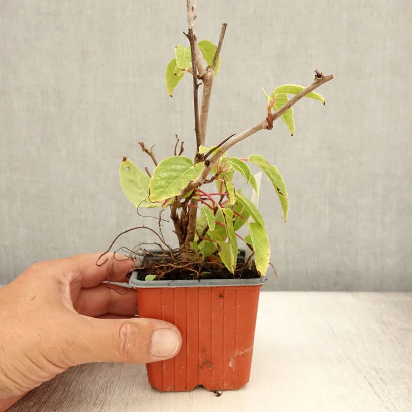Exemplar von Actinidia arguta Ken's Red - Zwerg Kiwi Kleine Töpfe von 8/9 cm wie im Sommer geliefert