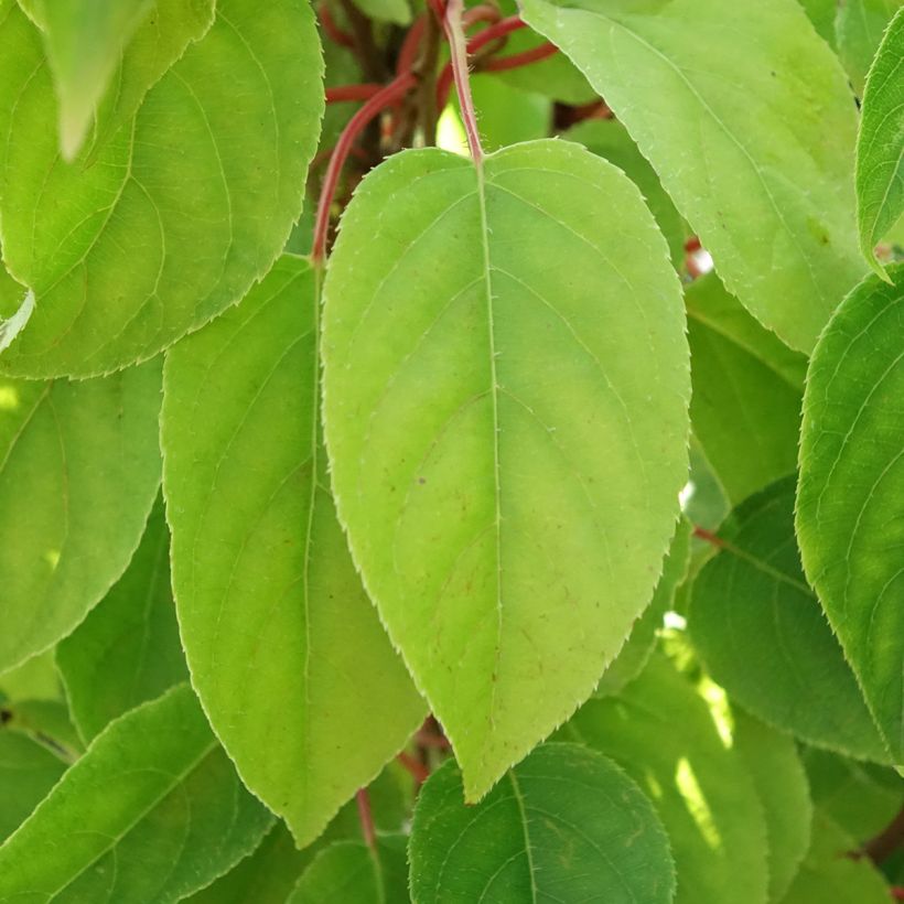Actinidia arguta Mariered (Weiblich) - Zwerg Kiwi (Laub)