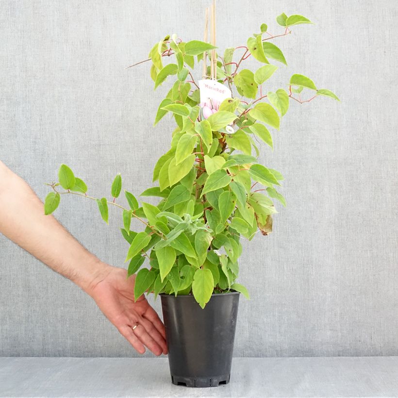 Exemplar von Actinidia arguta Mariered (Weiblich) - Zwerg Kiwi Topf mit 2L/3L wie im Sommer geliefert