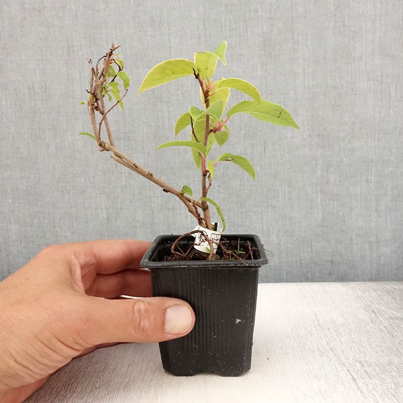 Exemplar von Actinidia arguta var. purpurea (Weiblich) - Zwerg Kiwi Kleine Töpfe von 8/9 cm wie im Sommer geliefert