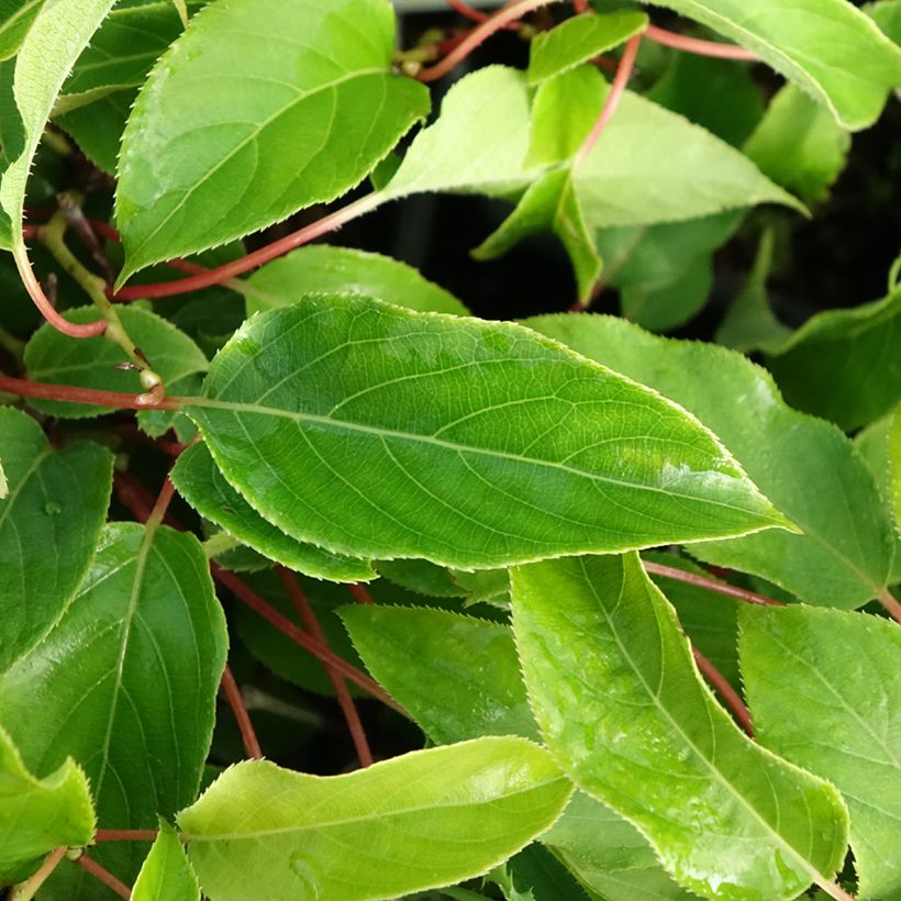 Actinidia arguta var. purpurea (Weiblich) - Zwerg Kiwi (Laub)