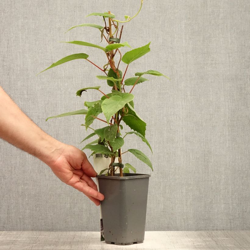 Exemplar von Actinidia arguta var. purpurea (Weiblich) - Zwerg Kiwi Topf mit 2L/3L wie im Sommer geliefert