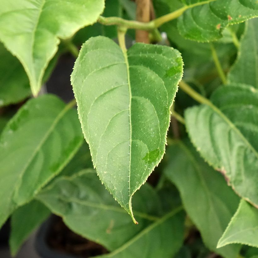 Actinidia arguta Super Issaï - Zwerg Kiwi (Laub)