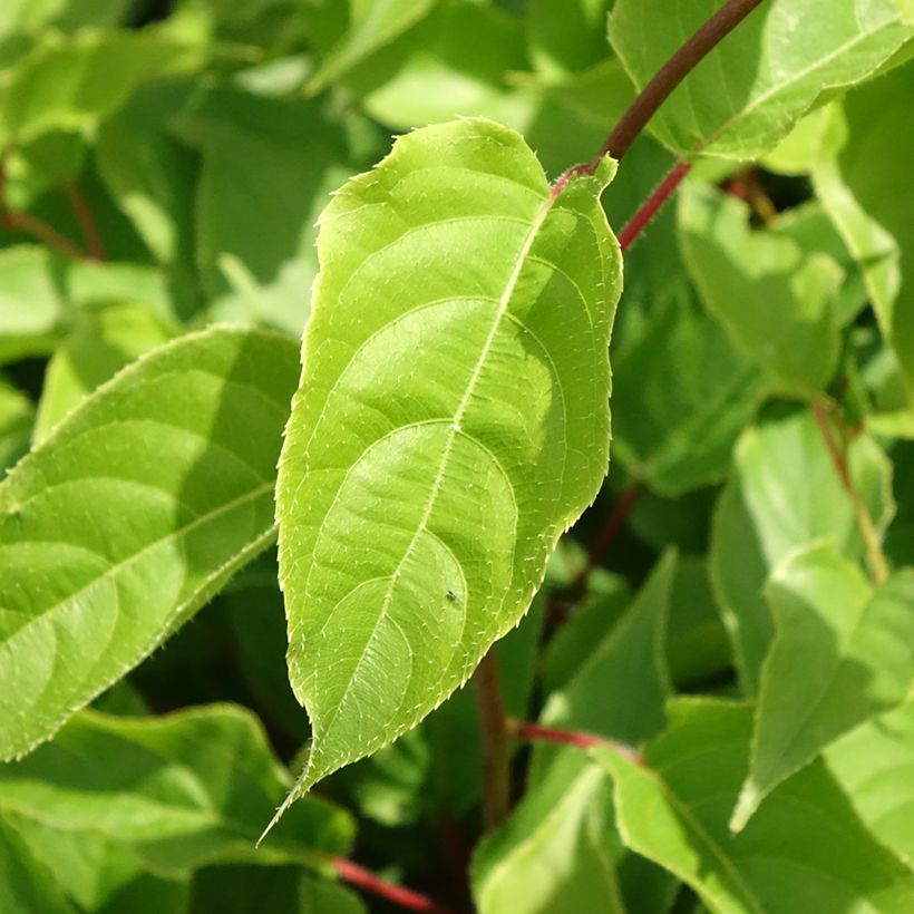 Actinidia arguta Weikii - Zwerg Kiwi (Laub)