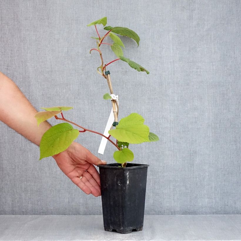 Exemplar von Actinidia chinensis - Chinesischer Strahlengriffel Topf mit 1,5L/2L wie im Sommer geliefert
