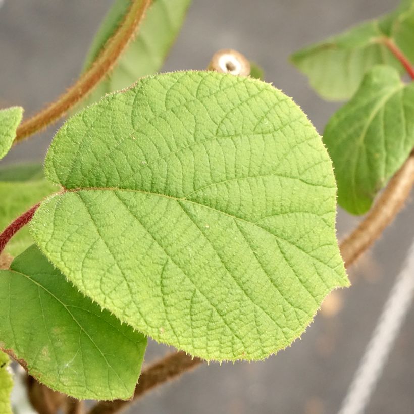 Actinidia chinensis - Chinesischer Strahlengriffel (Laub)