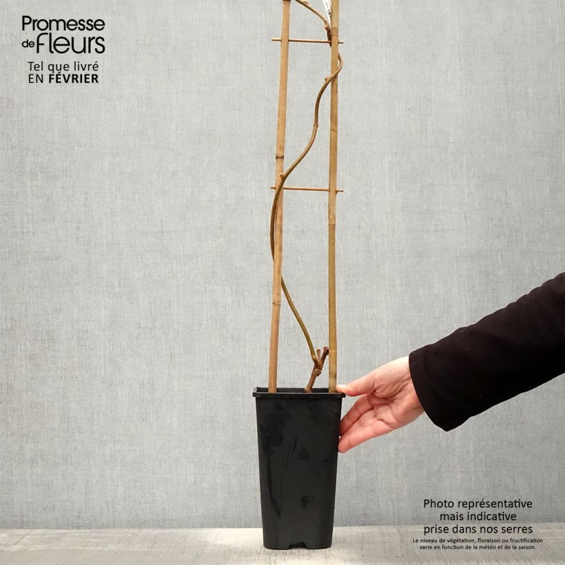Exemplar von Actinidia chinensis - Chinesischer Strahlengriffel Topf mit 3L/4L wie im Winter geliefert
