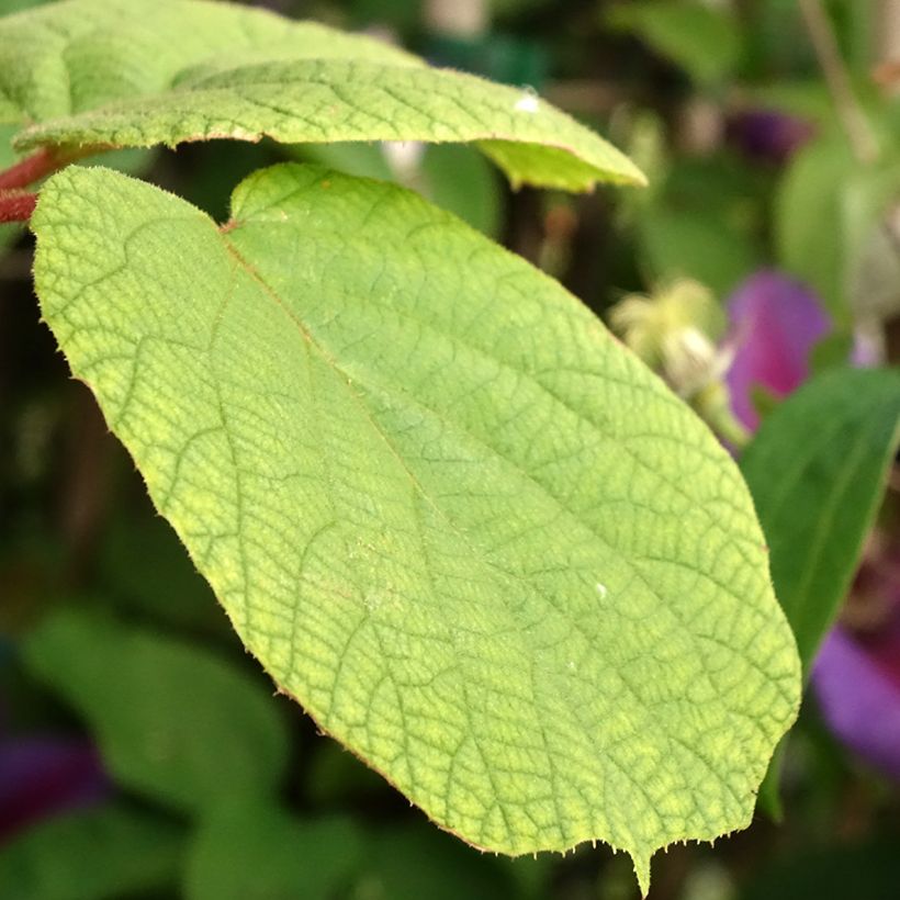 Actinidia chinensis Solo - Chinesischer Strahlengriffel (Laub)